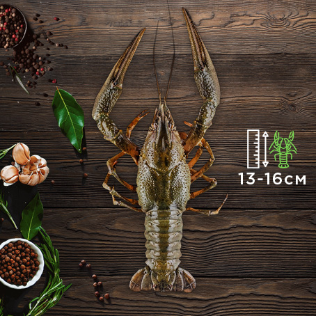 крупные 2 категория Вес: 60–80 грамм
Длина: 15-18 см
в 1 кг : 10–12 шт 2500 грн ЗАКАЗАТЬ